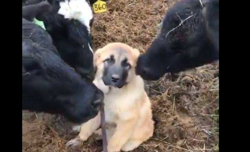 İneklerin köpeğe aşırı ilgisi