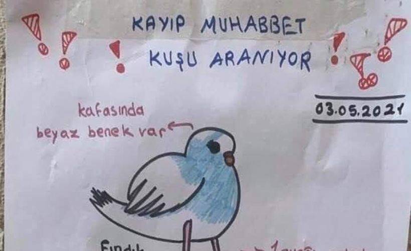13 yaşındaki çocuktan kaybolan muhabbet kuşunu bulana ödül