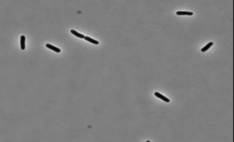 Bakterileri öldüren antibiyotik
