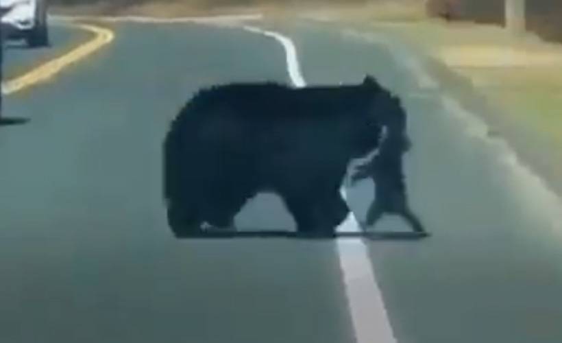 Yavrularını karşıdan karşıya geçiren anne ayı