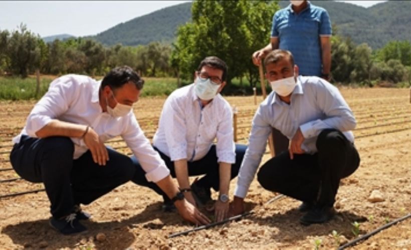 Ata tohumları Güney Ege'nin verimli topraklarında yeşerecek