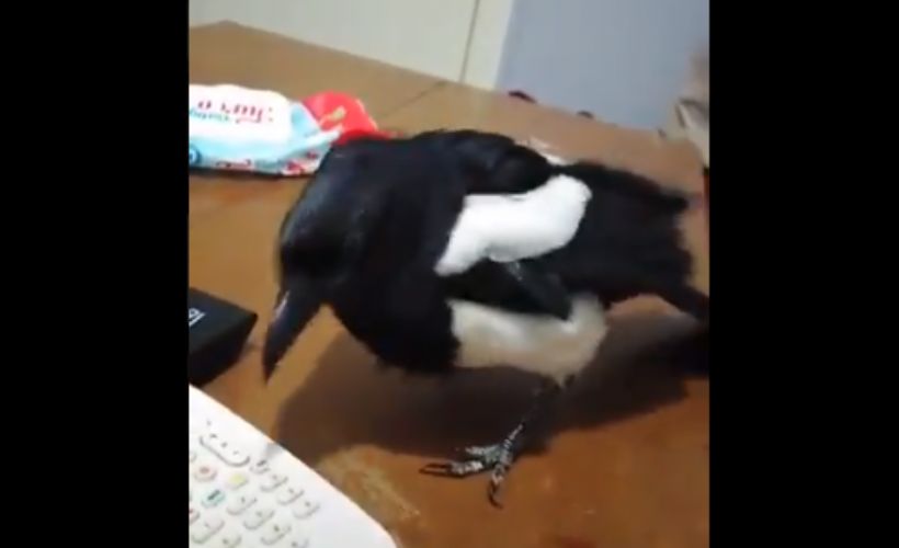 Konuşan karga şaşırttı!