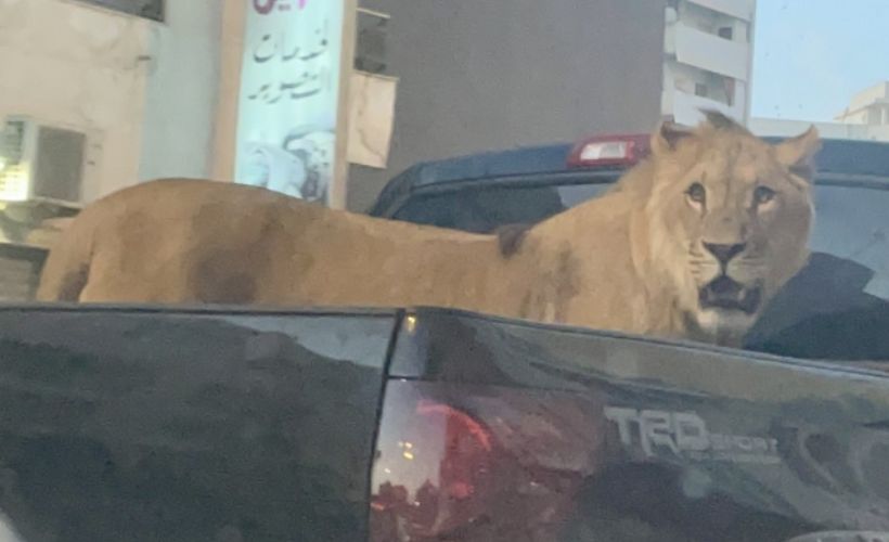 Libya'da araç kasasında gezdirilen aslan görenleri şaşırttı