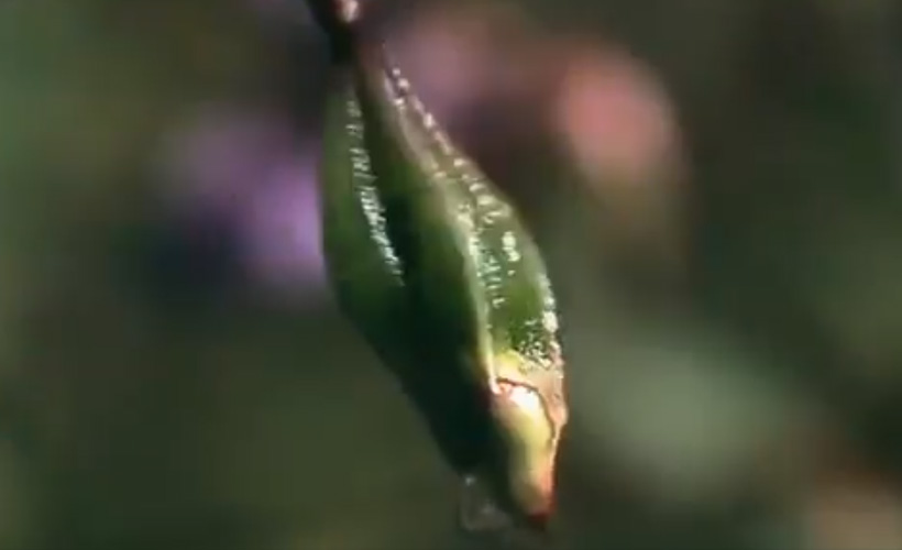 Himalaya kına çiçeğinin tohumlarını yayarken ortaya çıkan muazzam görüntü