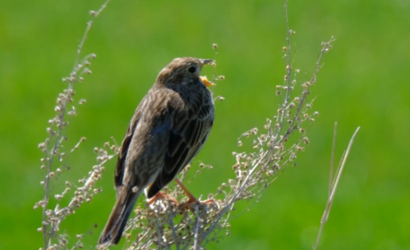 Doğu Anadolu'nun kuş cennetlerinde bir günde 170 türden göçmen kuş sayıldı