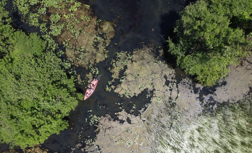 Yeşilin binbir tonunun suya karıştığı güzellik: Bursa Karacabey Longozu