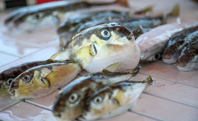 Balon balığı zehrinden ağrı kesici ilaç!