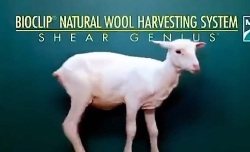 Japonların buluşu ile koyunların yünü kesilmeden soyuluyor