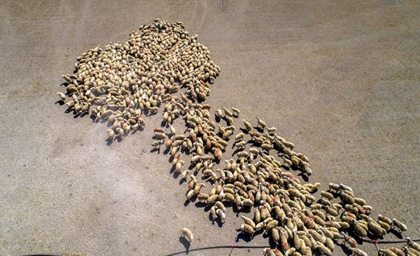 Tarlalar, mera oldu; ‘böyle kuraklık görmedik!’