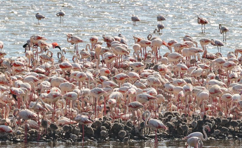 Türkiye'nin 'Flamingo adası'