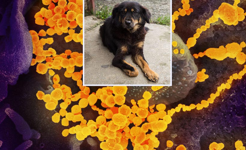 'Köpeklerden insanlara geçen' yeni bir koronavirüs türü keşfedildi