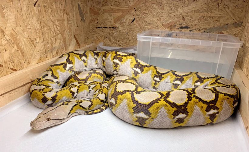 Japonlar, günlerce sokaklarda aradıkları pitonu tavan arasında buldu