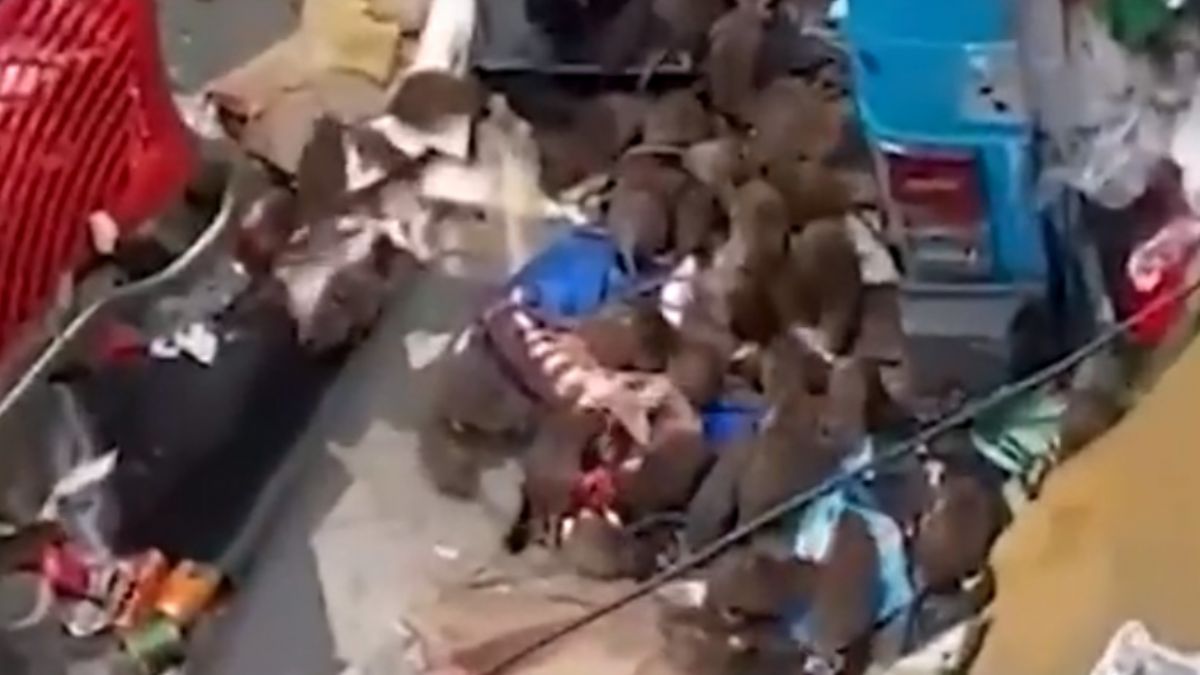 Paris sokaklarını fareler bastı