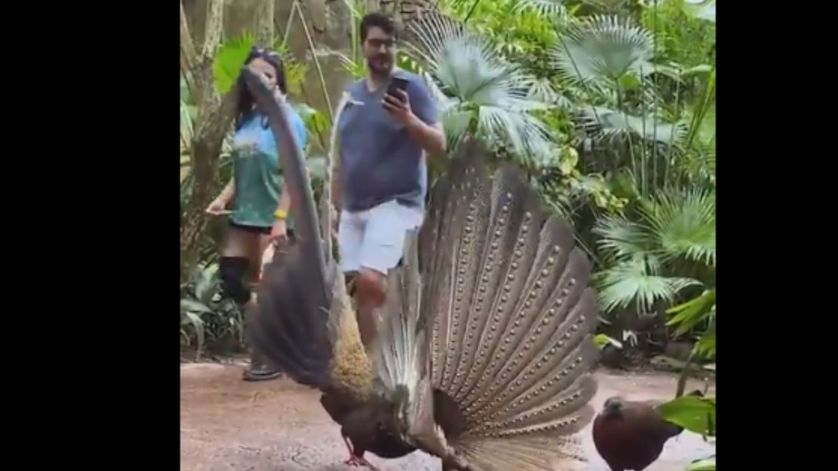 Tavus kuşu dişisini nasıl etkiliyor