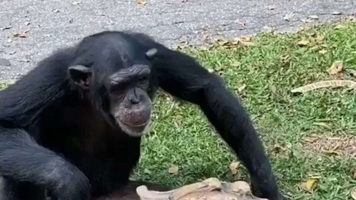 Elmasını kaplumbağayla paylaşan şempanze