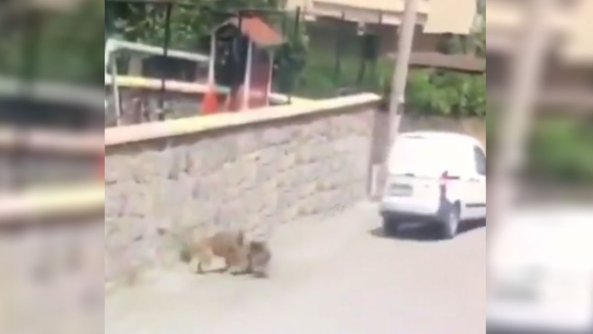 Kurye aracının sokakta yatan köpeği ezmesi tepki çekti
