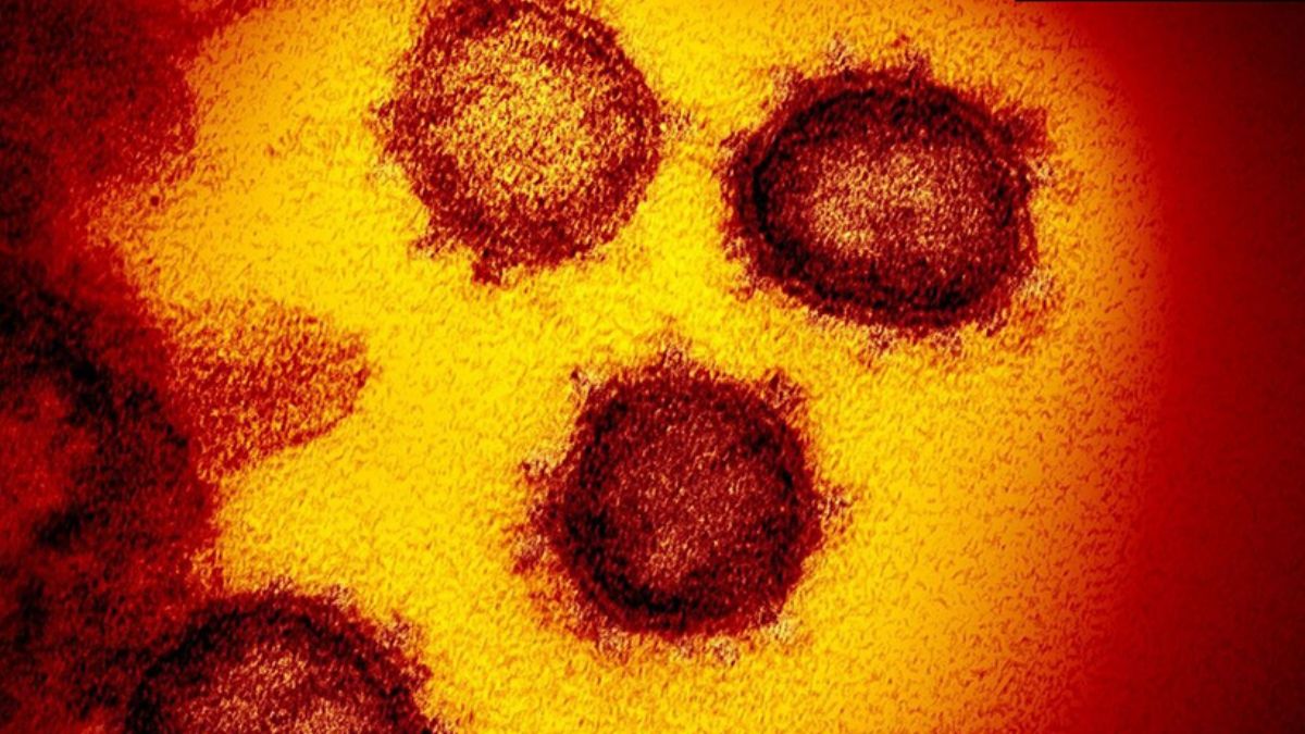 Virüsle ilgili teoriler yeniden gündemde