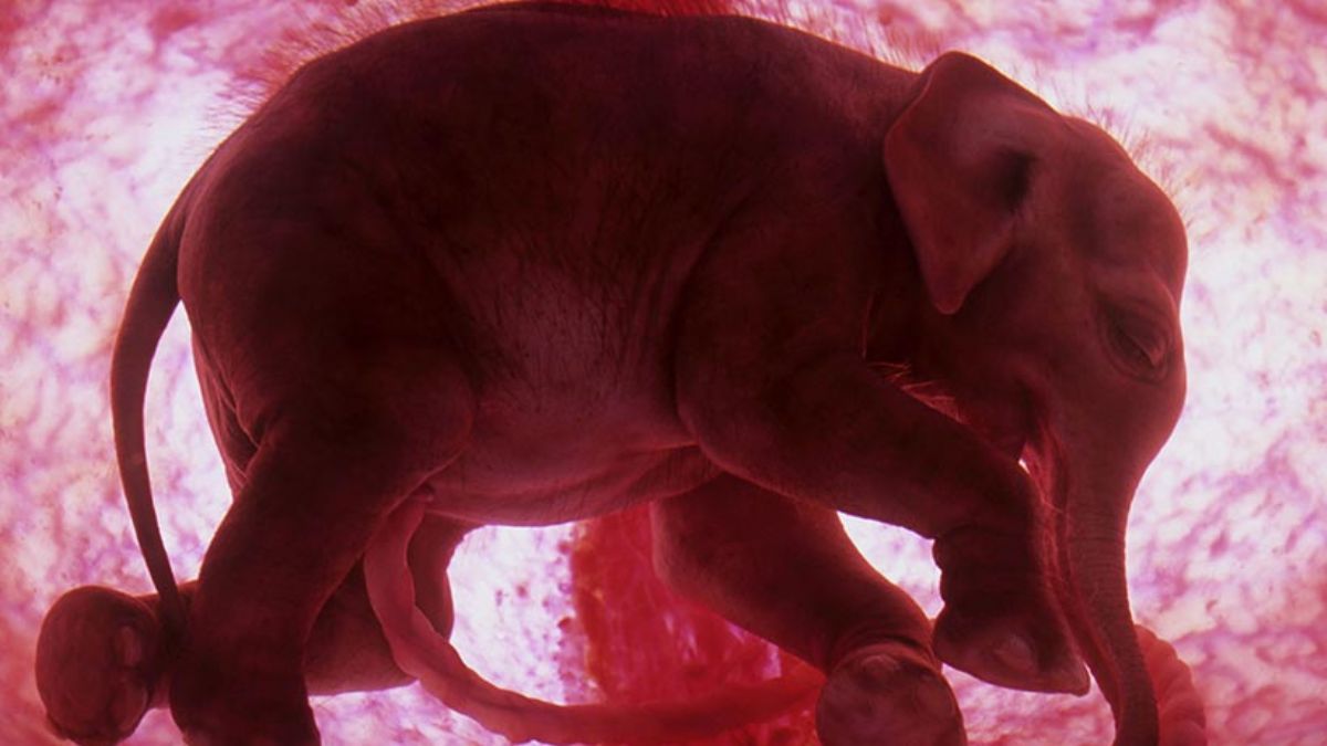 Fil ve yunus fotoğrafı skandalı