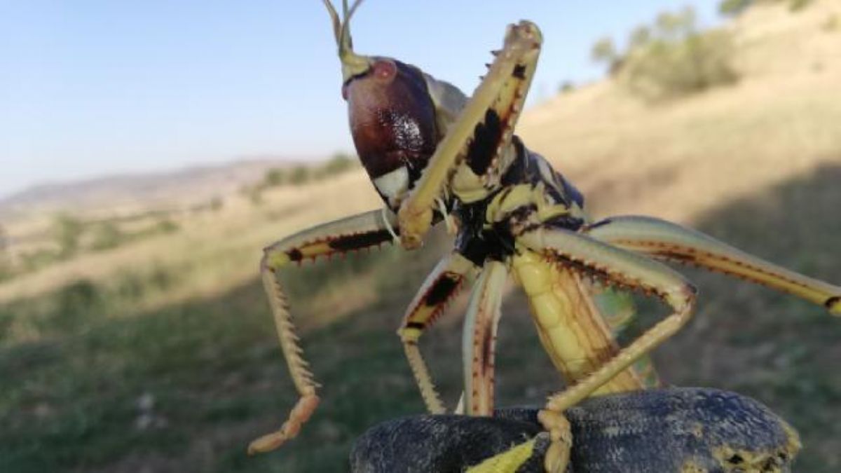 Batman'da etçil çekirgeye rastlandı; geceleri avlanıyor…