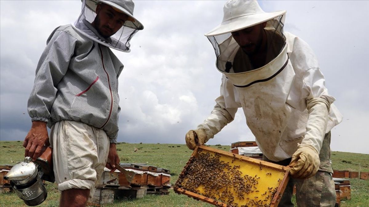 Ağrı yaylalarında 'bal mesaisi' başladı