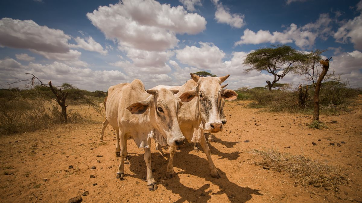 Kardeş Eli 2021 kurban bağışı fiyatlarını 595 TL olarak açıkladı