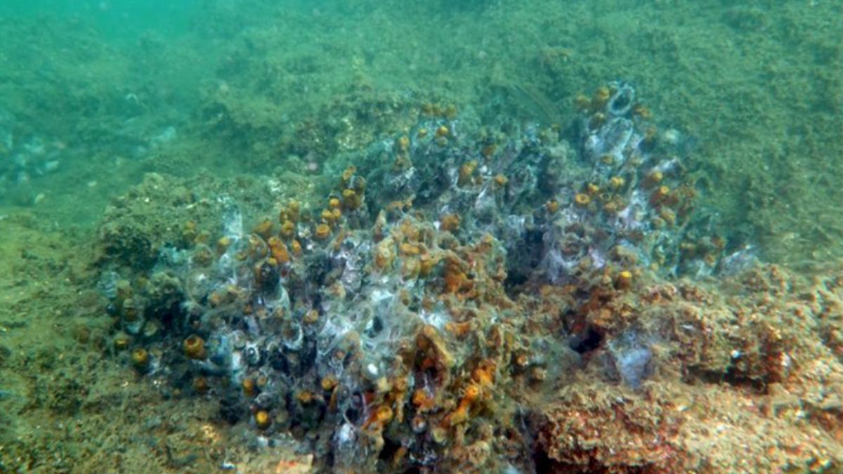 Uzmandan korkutan açıklama