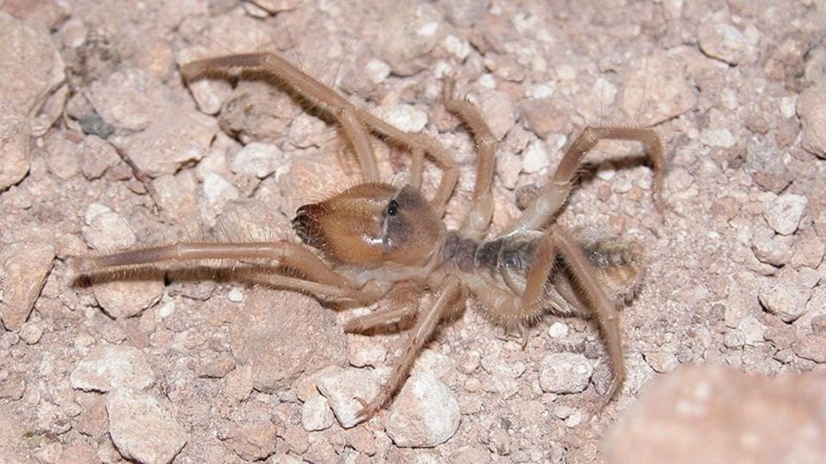 Et yiyen örümcek nedir? Et yiyen örümcek zehirli mi? Sarıkız örümceği öldürür mü?