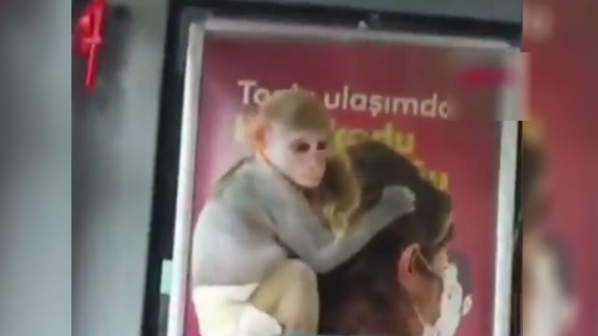 Görenler şaşırdı! Otobüse maymunla birlikte bindi