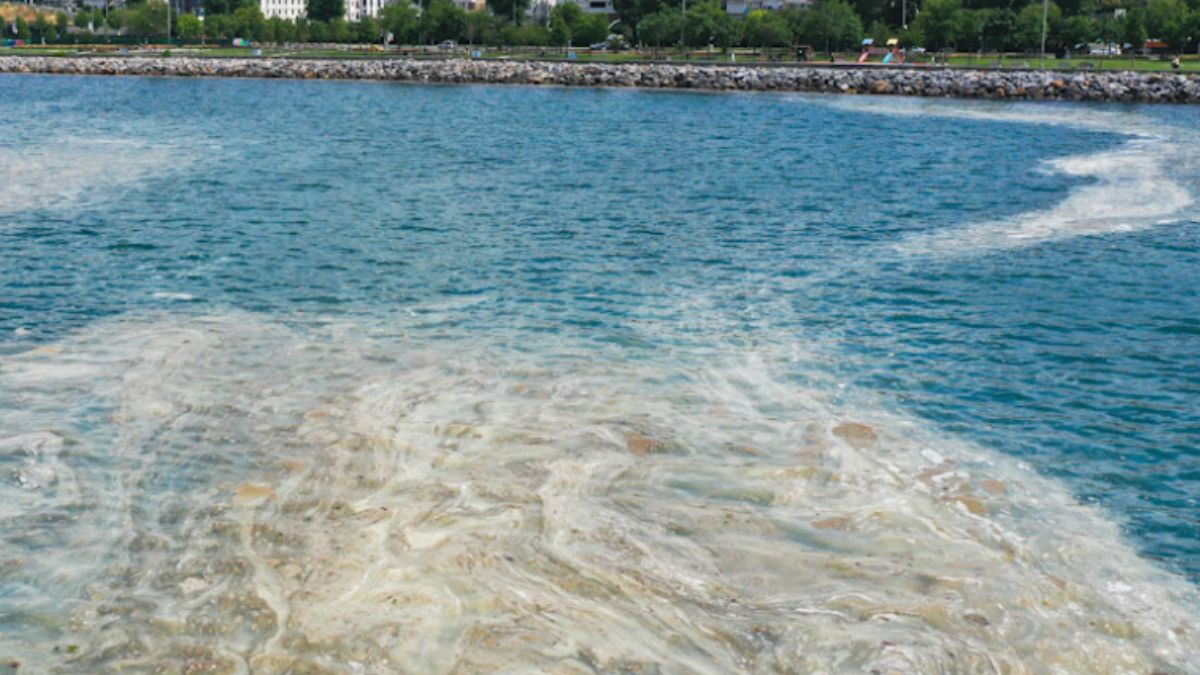 Anadolu Yakası'nda deniz salyası görüntüleri