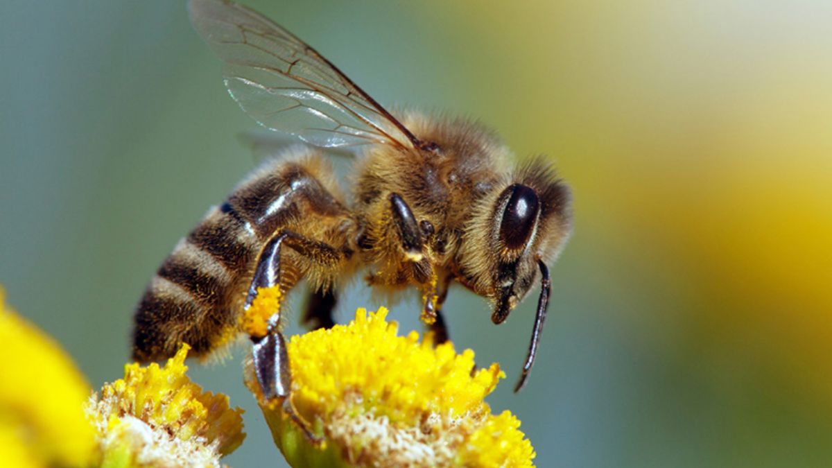 Güney Afrika’da arılar arasında yeni bir hastalık yayılıyor