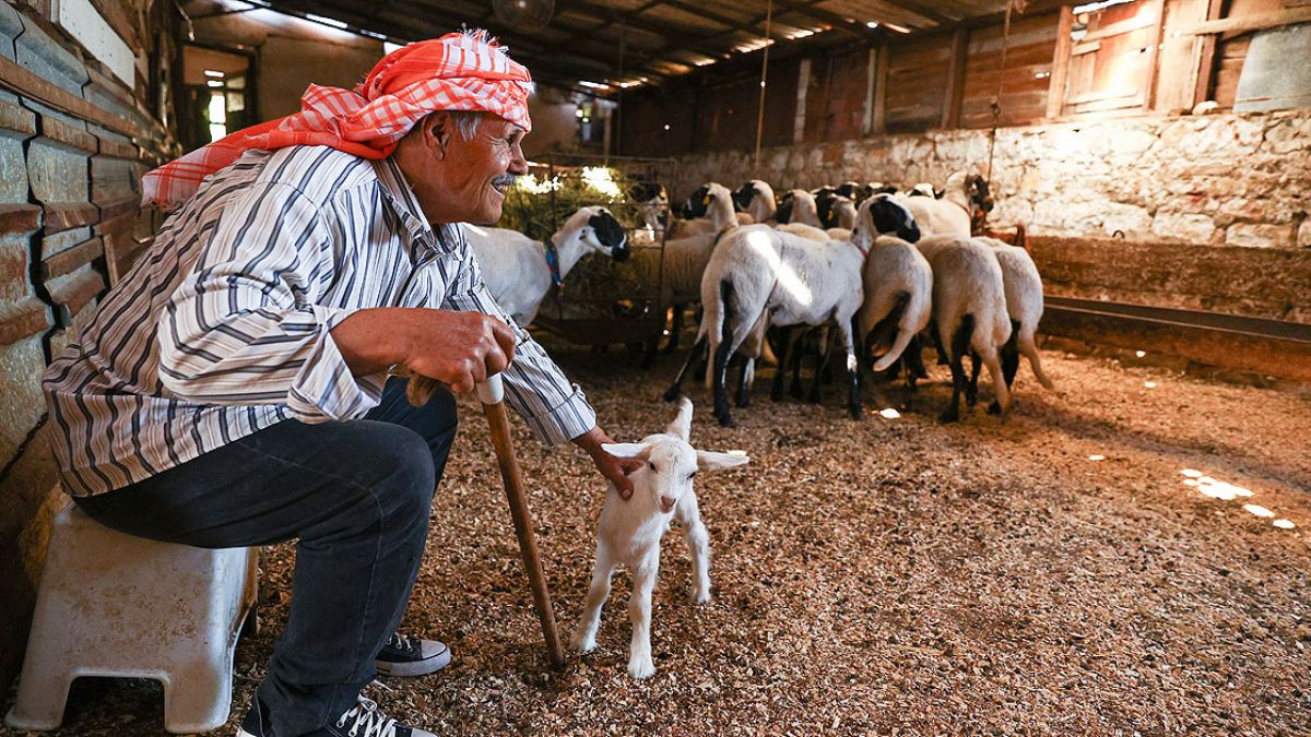 Şampiyon koyunların yetiştiricisi!