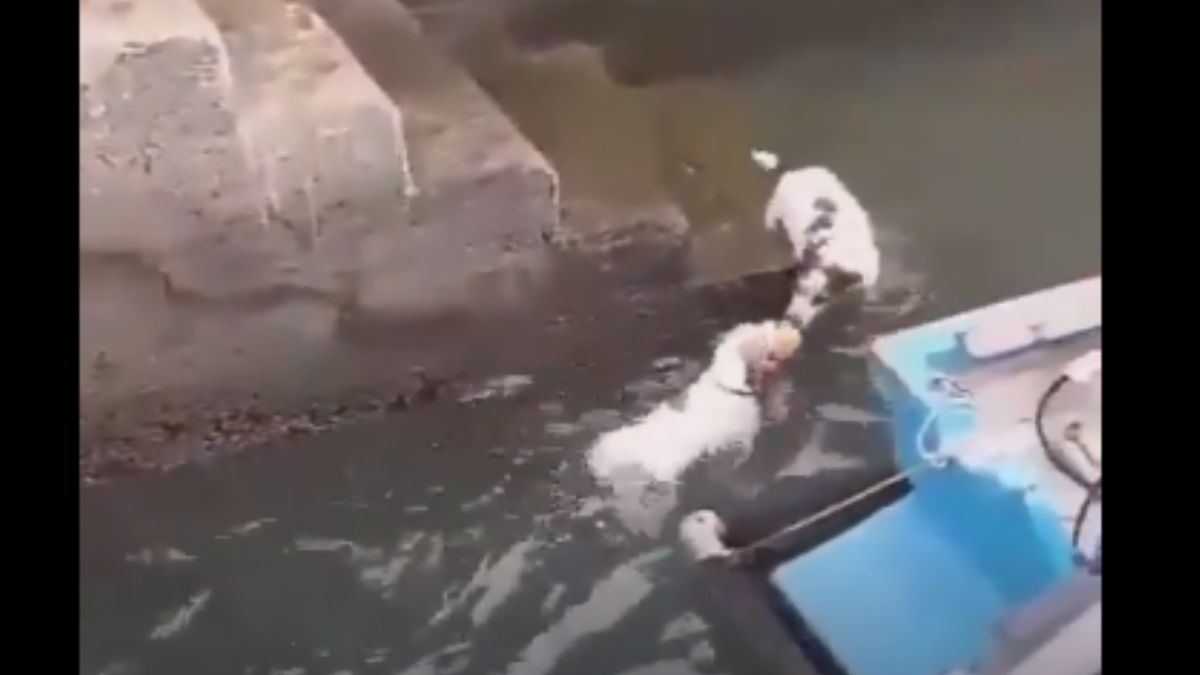 'Kurnaz Tilki' efsanesini yıkan köpek!