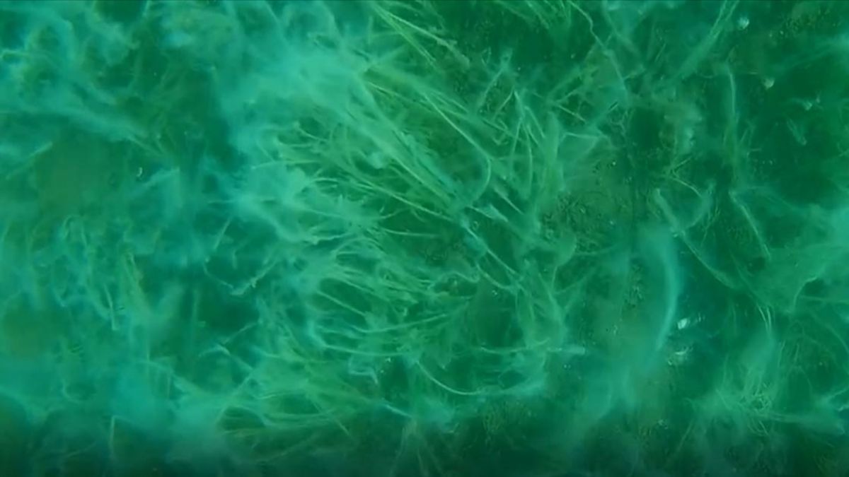 Müsilajın deniz tabanına verdiği tahribat kaydedildi