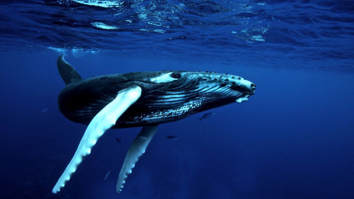 ABD’de dehşet anları! Balina tarafından yutuldu, hayatta kalmayı başardı