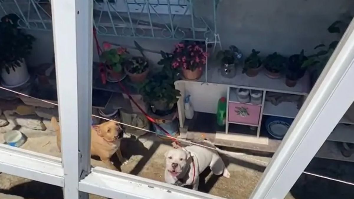 İstanbul'da pitbull dehşeti: Saldırıya uğrayan gence 56 dikiş atıldı