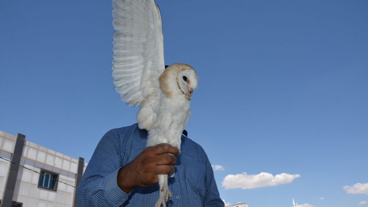 Yaralı bulunan peçeli baykuş korumaya alındı