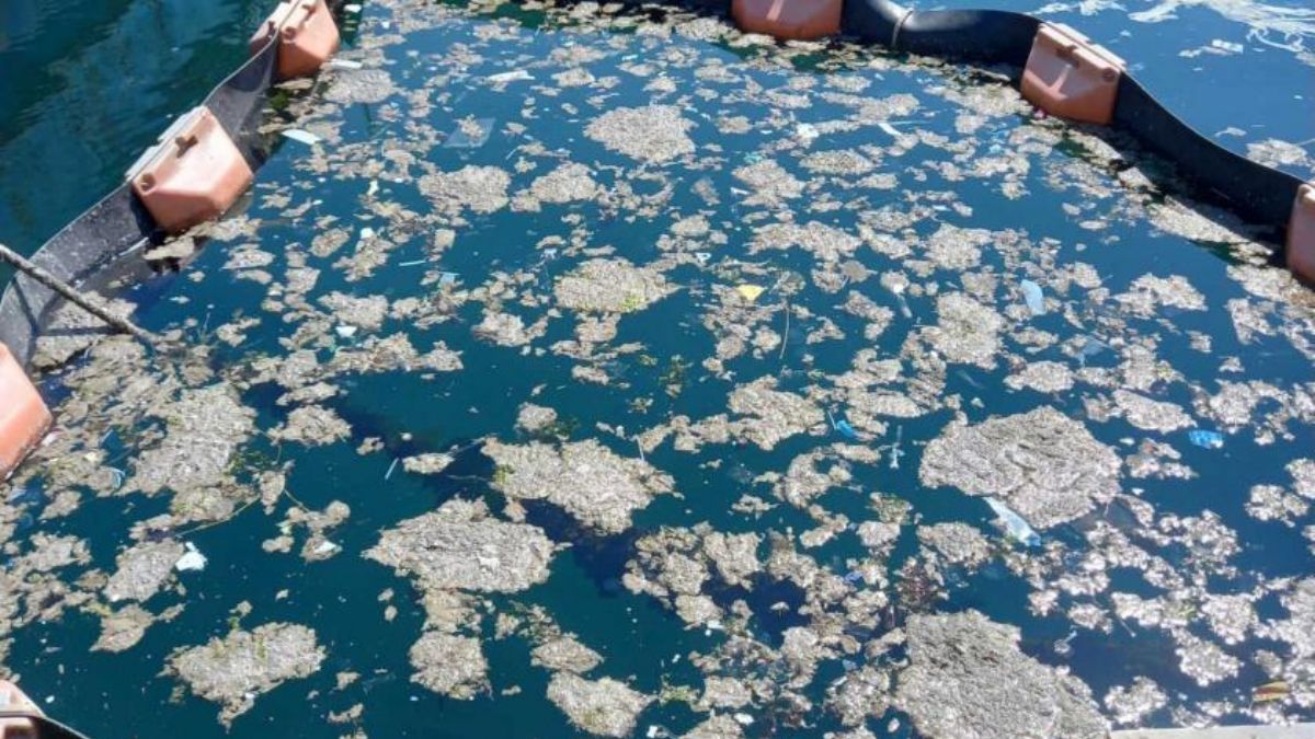 İstanbul Üniversitesi'nden müsilaj temizliği başarısı