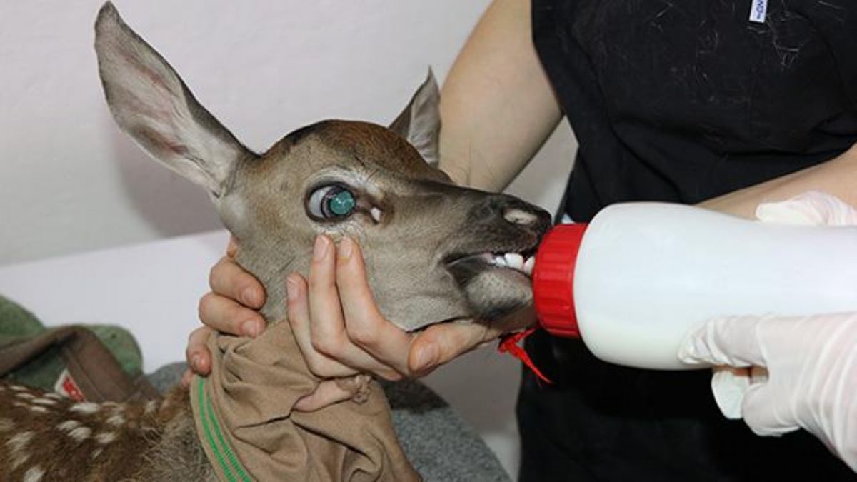 Minik yaralı geyik koruma altında