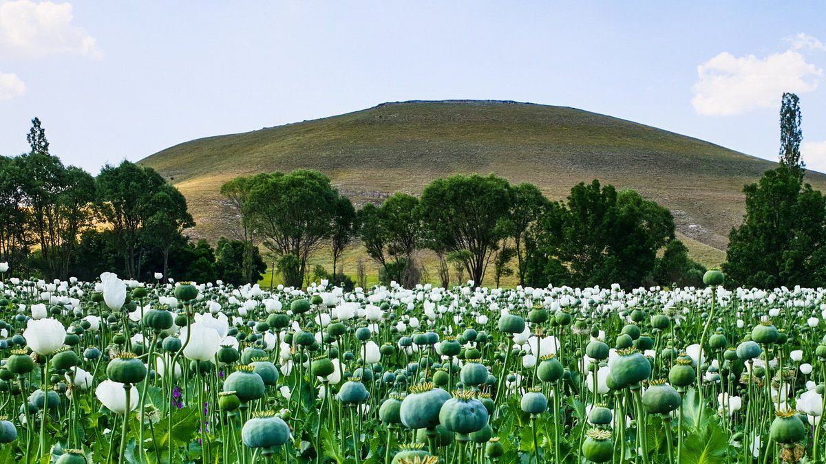 Ankara-Washington… ‘Haşhaş’ hattı