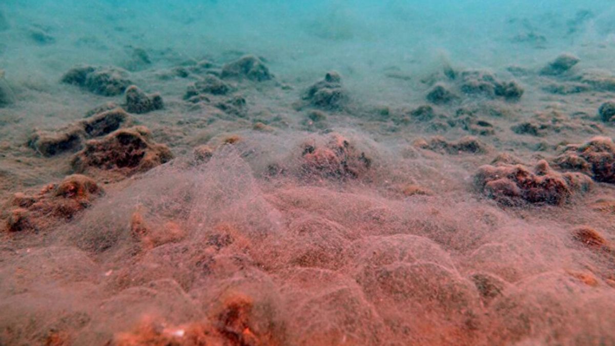 “Midye yeme Marmara’yı kurtar!”