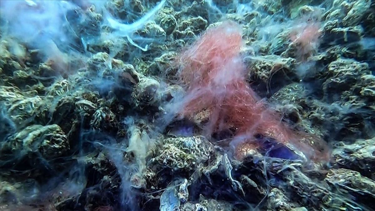 Marmara'nın dibinde korkutan müsilaj görüntüleri