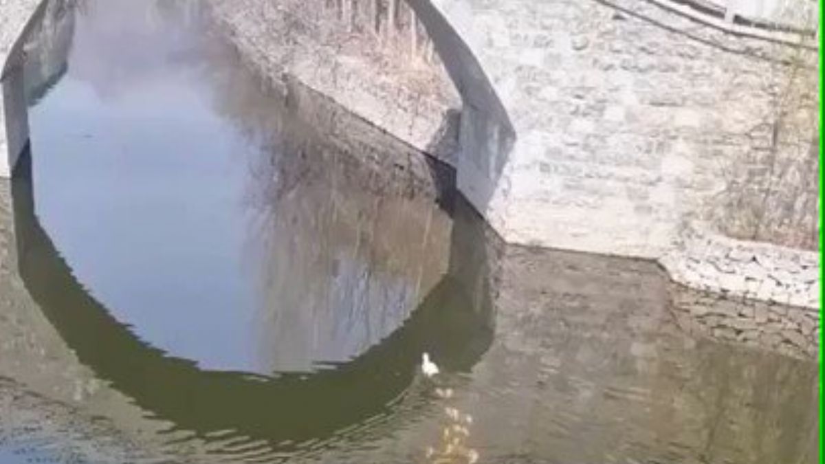 Ördeğin peşine takılan balıkların harika görüntüsü