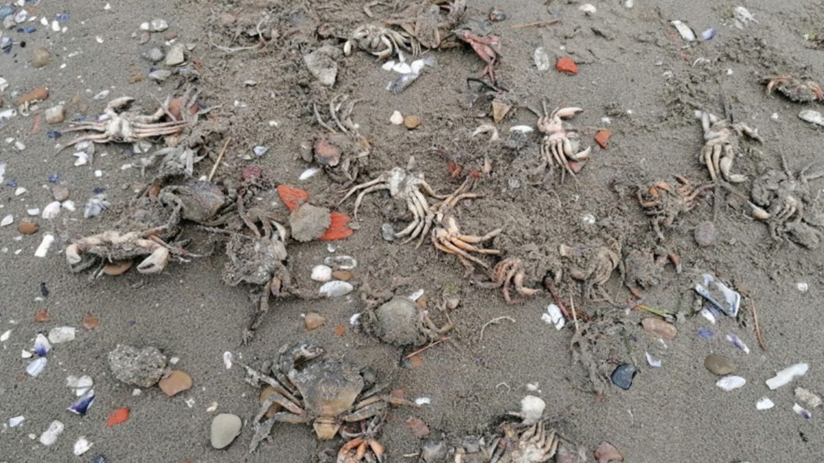 Silivri'de toplu yengeç ölümü: ''Sebebi müsilaj olabilir''