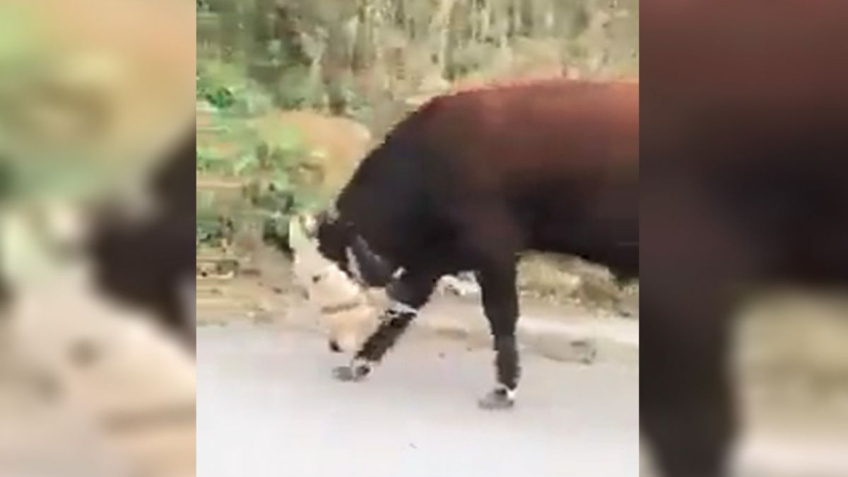 Giresun’da ineklere karşı, tepki çeken muamele