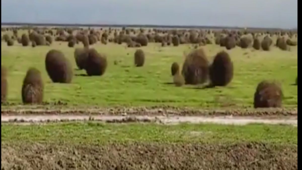 Rüzgarda sürüklenen büyük 'adaçayı çalıları'