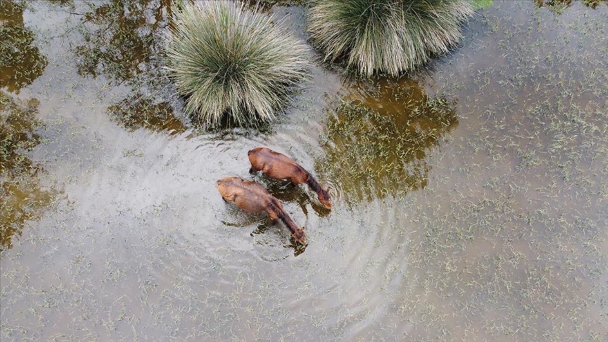 Manda ve atlar serin sularda
