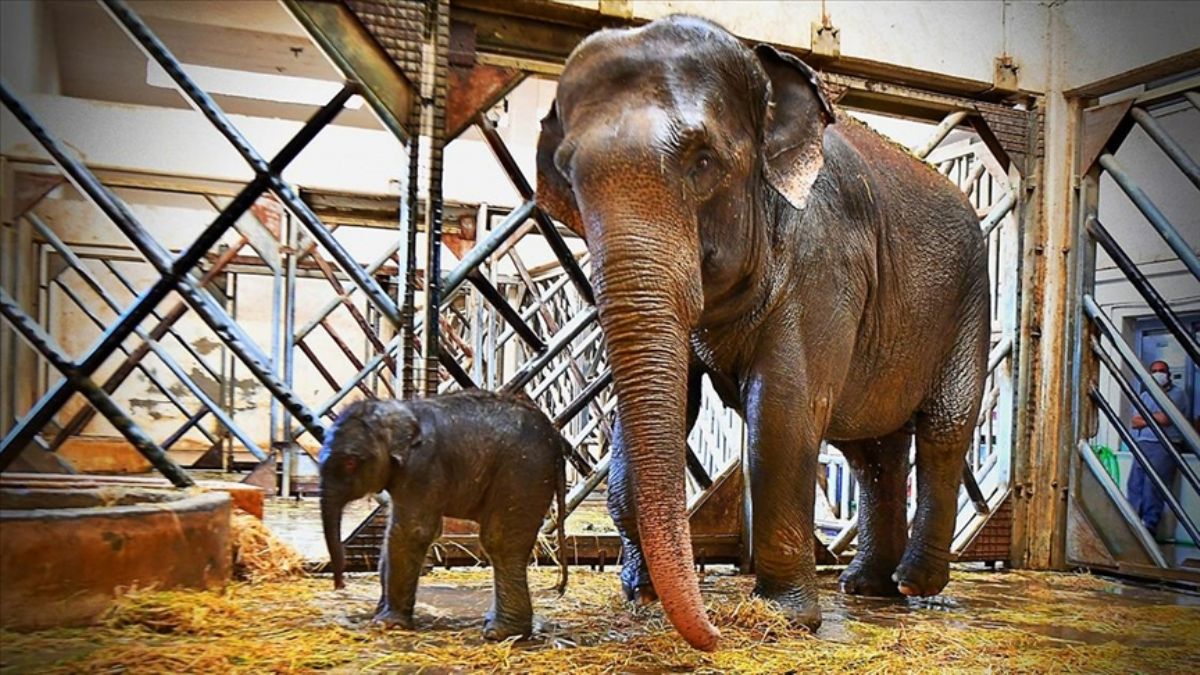 3'üncü yavru da doğdu; tam 110 kilo!