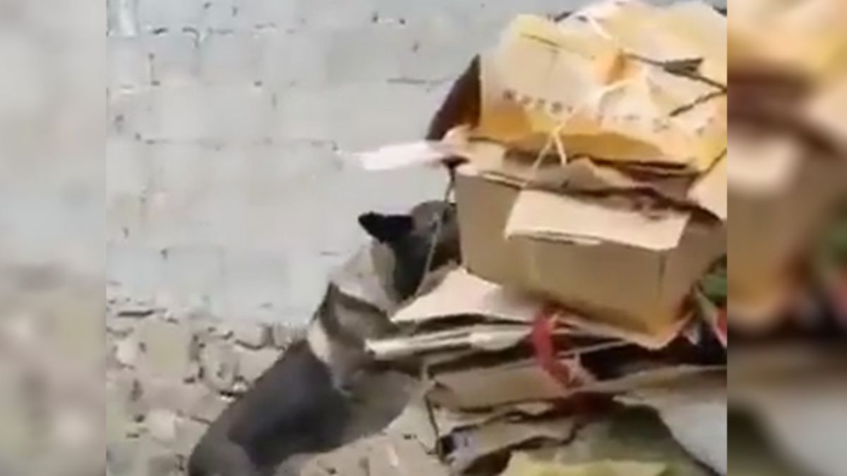 Kağıt toplayan sahibine işte böyle yardım etti