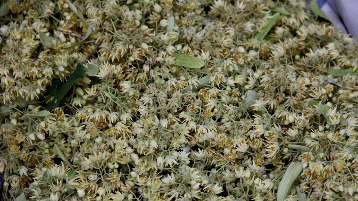 Ihlamur hasadı başladı, kilosu kaç TL olur?