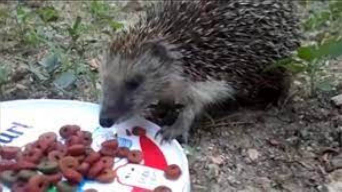 Kirpi ile kediler aynı kaptan beslenirken...